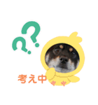 柴犬小鉄と小春（個別スタンプ：10）