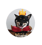 柴犬小鉄と小春（個別スタンプ：11）