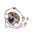 柴犬小鉄と小春（個別スタンプ：13）