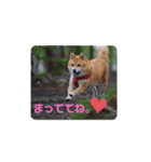 柴犬小鉄と小春（個別スタンプ：14）