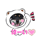 柴犬小鉄と小春（個別スタンプ：15）