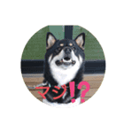 柴犬小鉄と小春（個別スタンプ：16）