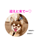 コムラのためのマロスタンプ（個別スタンプ：6）