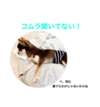コムラのためのマロスタンプ（個別スタンプ：35）