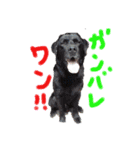 あきピースペシャルDX（個別スタンプ：2）