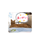 遠藤とら（個別スタンプ：11）