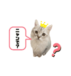 3ニャン1ワン（個別スタンプ：5）