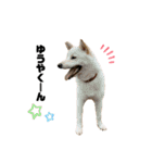 3ニャン1ワン（個別スタンプ：11）