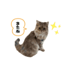 3ニャン1ワン（個別スタンプ：15）