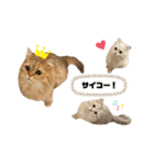 3ニャン1ワン（個別スタンプ：20）