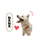 3ニャン1ワン（個別スタンプ：21）