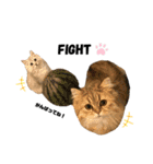 3ニャン1ワン（個別スタンプ：39）