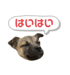 柴パグはる♀（個別スタンプ：1）