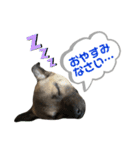 柴パグはる♀（個別スタンプ：2）