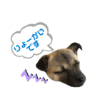 柴パグはる♀（個別スタンプ：6）