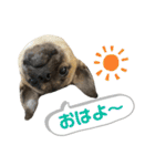 柴パグはる♀（個別スタンプ：7）