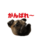 柴パグはる♀（個別スタンプ：9）
