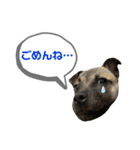 柴パグはる♀（個別スタンプ：13）