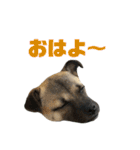 柴パグはる♀（個別スタンプ：17）