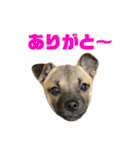 柴パグはる♀（個別スタンプ：19）