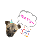 柴パグはる♀（個別スタンプ：23）