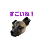 柴パグはる♀（個別スタンプ：25）