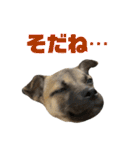 柴パグはる♀（個別スタンプ：27）