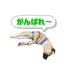 柴パグはる♀（個別スタンプ：29）