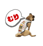 柴パグはる♀（個別スタンプ：30）