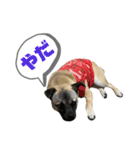 柴パグはる♀（個別スタンプ：31）