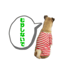 柴パグはる♀（個別スタンプ：36）