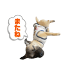 柴パグはる♀（個別スタンプ：37）