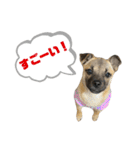 柴パグはる♀（個別スタンプ：38）