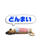 柴パグはる♀（個別スタンプ：39）