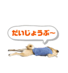 柴パグはる♀（個別スタンプ：40）