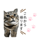 ねこの玻七日（個別スタンプ：1）
