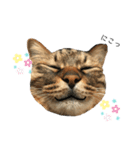 ねこの玻七日（個別スタンプ：4）