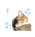 ねこの玻七日（個別スタンプ：6）