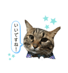 ねこの玻七日（個別スタンプ：7）