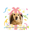 ミニチュアダックス ルナの気持ち（個別スタンプ：4）