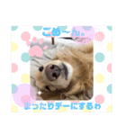 ミニチュアダックス ルナの気持ち（個別スタンプ：16）