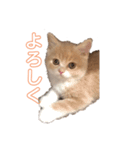ブリティッシュショートヘアー ききくん（個別スタンプ：1）