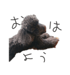うちの犬 第二弾（個別スタンプ：1）