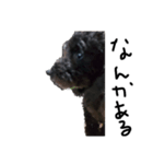 うちの犬 第二弾（個別スタンプ：5）
