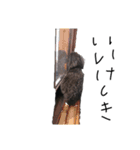 うちの犬 第二弾（個別スタンプ：6）