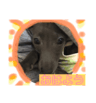 めちゃびびりなイタグレ ハル（個別スタンプ：1）