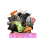 めちゃびびりなイタグレ ハル（個別スタンプ：5）