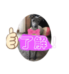 めちゃびびりなイタグレ ハル（個別スタンプ：7）