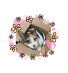 りんたのわくわくスタンプ（個別スタンプ：4）