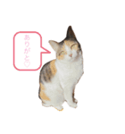 りんたのわくわくスタンプ（個別スタンプ：12）